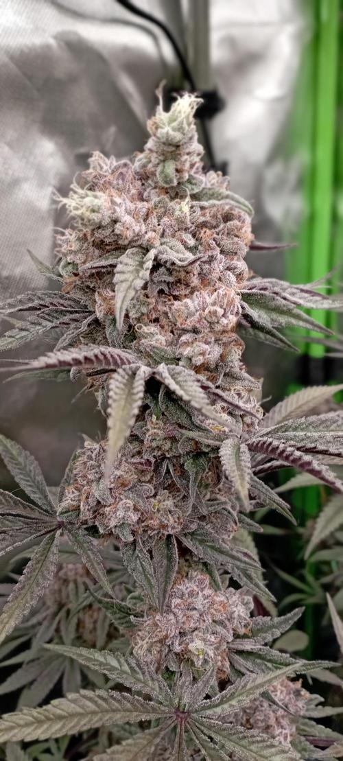 První lampa. Week 15 - Slh/pink candy