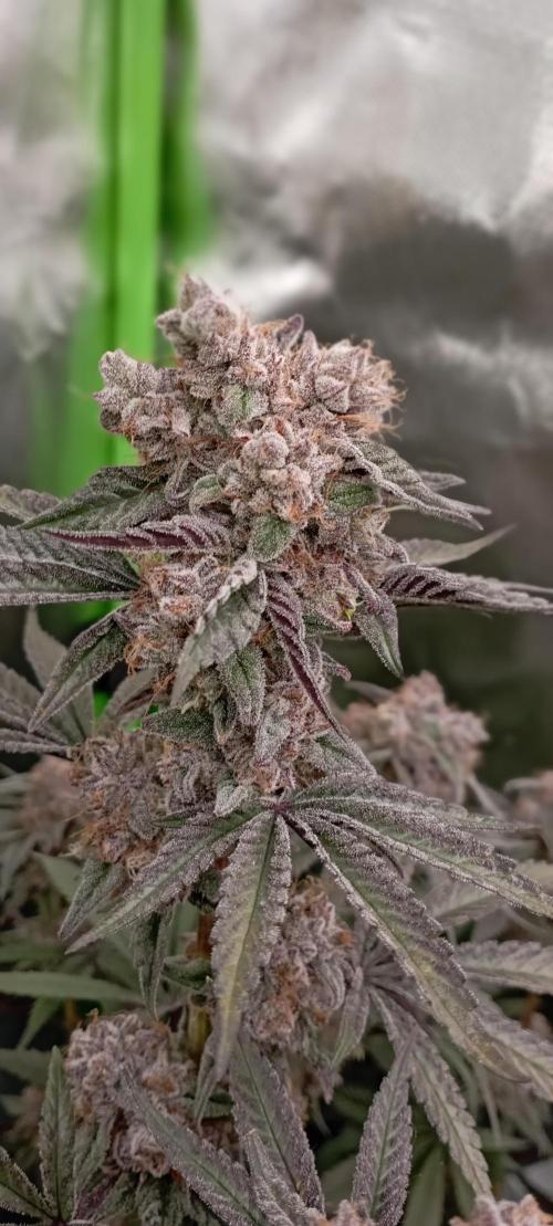 První lampa. Week 15 - Slh/pink candy