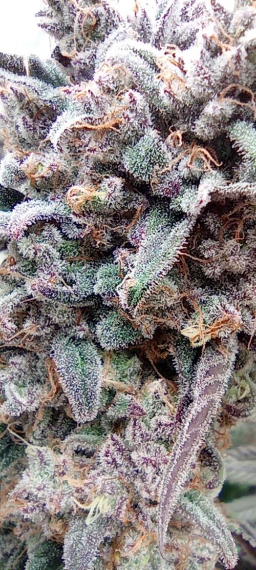 První lampa. Week 15 - Slh/pink candy 