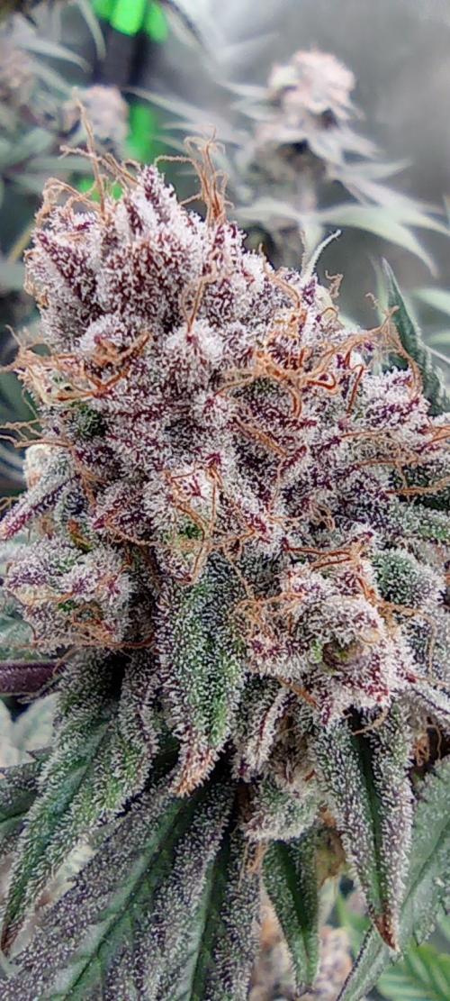 První lampa. Week 15 - Slh/pink candy