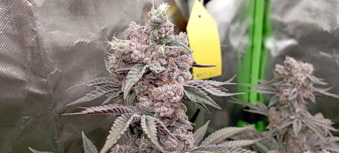 První lampa. Week 15 - Slh/pink candy