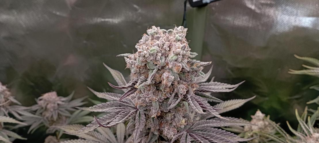 První lampa. Week 15 - Slh/pink candy