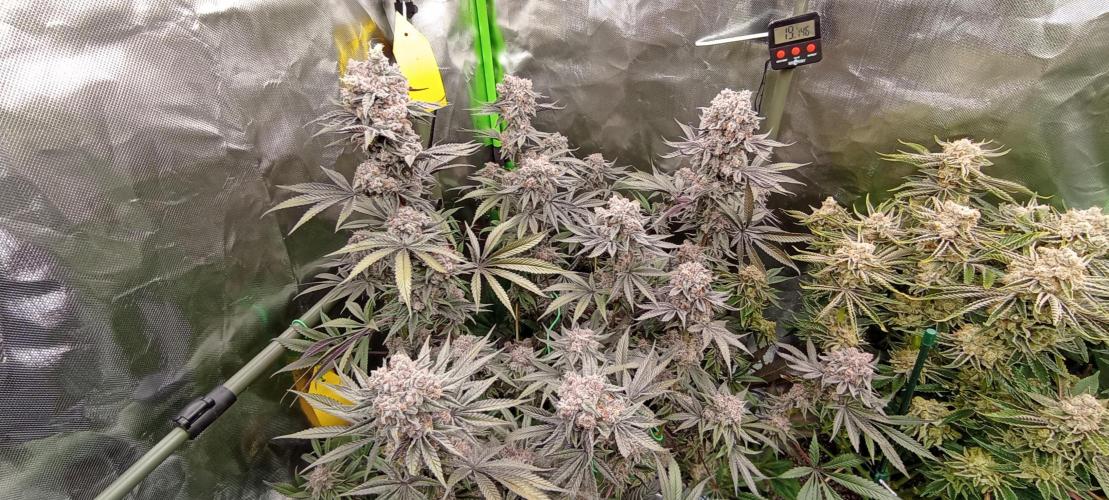 První lampa. Week 15 - Slh/pink candy