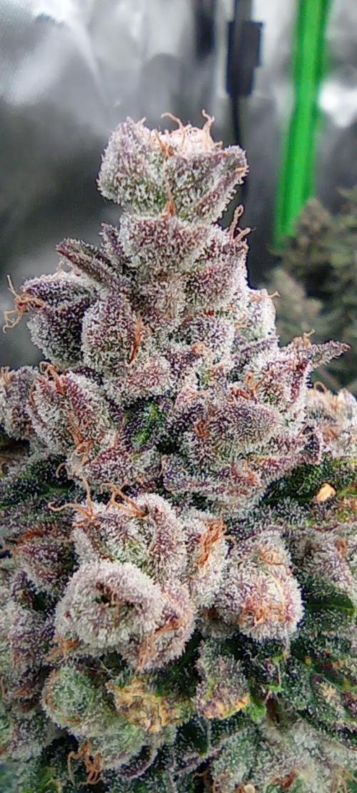 První lampa. Week 17 - Insane og