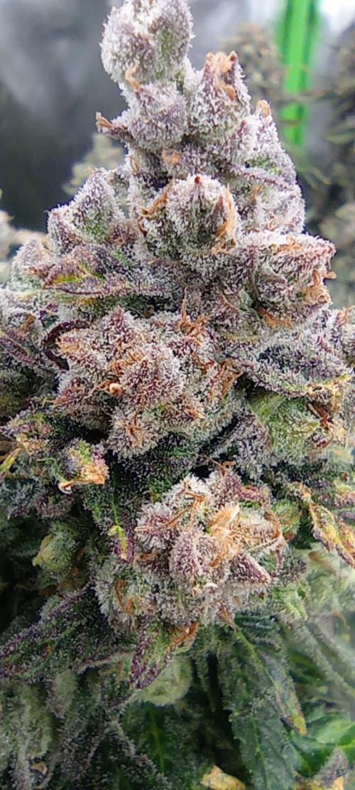První lampa. Week 17 - Insane og