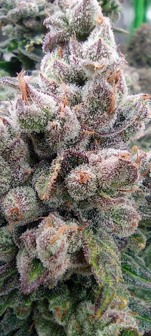 První lampa. Week 17 - Insane og