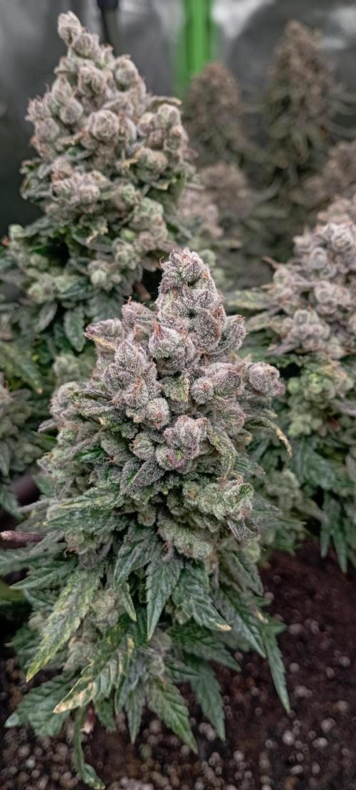 První lampa. Week 17 - Insane og
