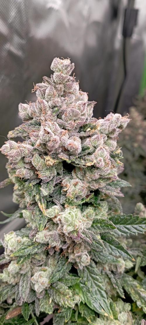 První lampa. Week 17 - Insane og