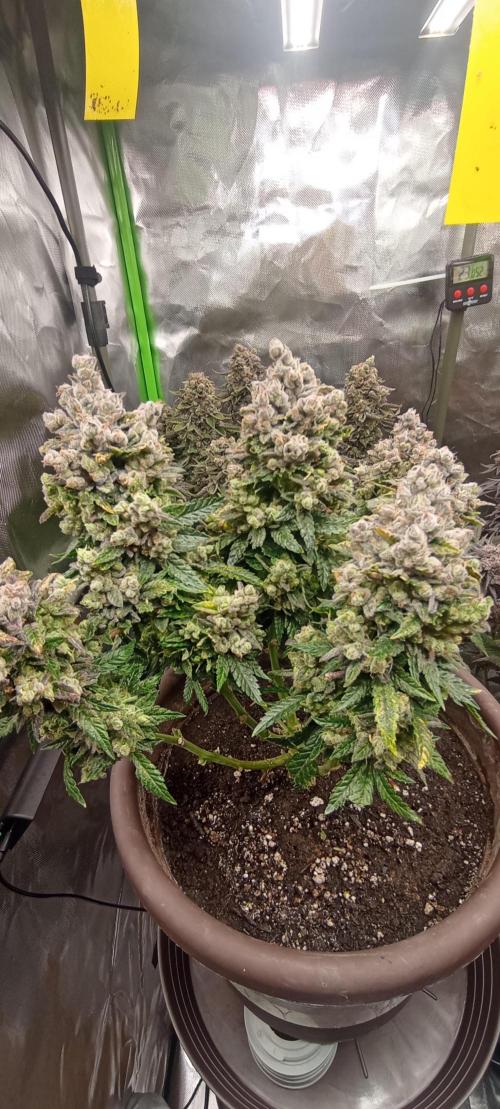 První lampa. Week 17 - Insane og