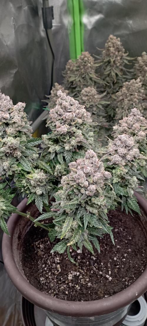 První lampa. Week 17 - Insane og