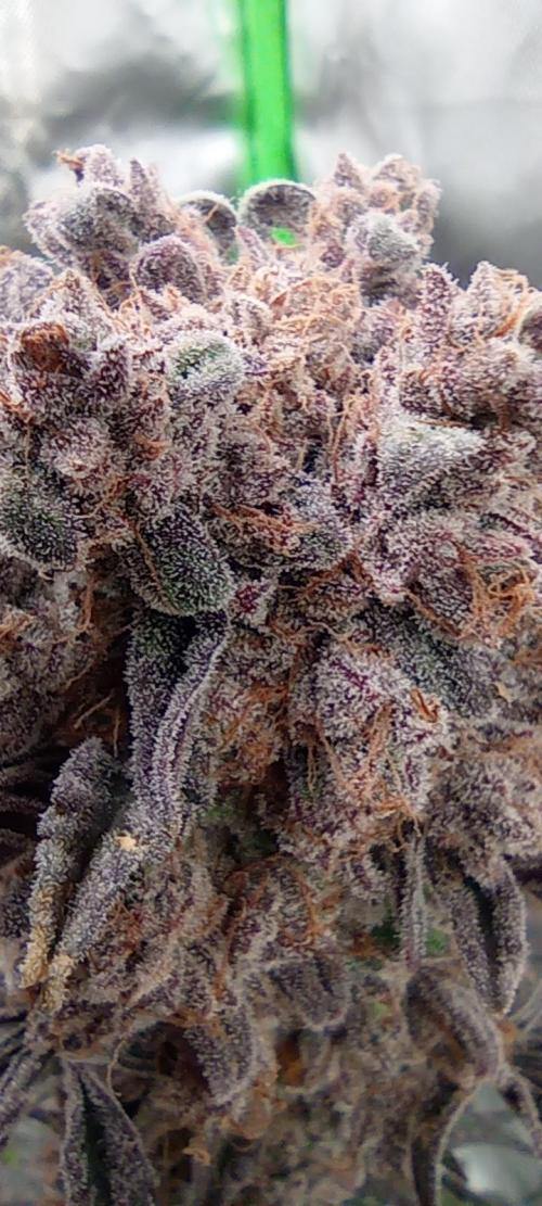 První lampa. Week 17 - Slh/pink candy