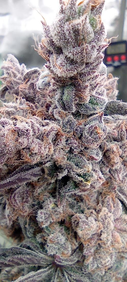 První lampa. Week 17 - Slh/pink candy