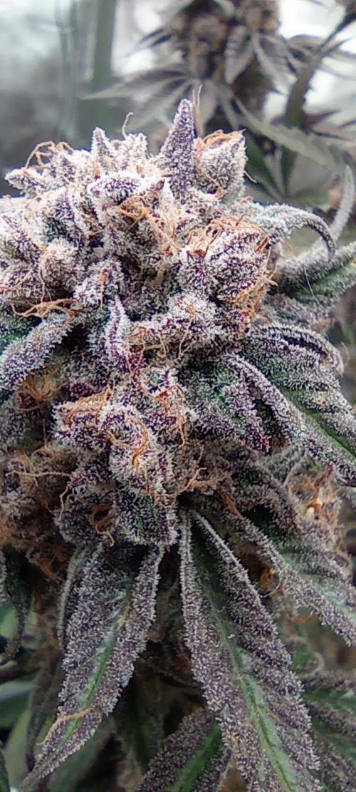 První lampa. Week 17 - Slh/pink candy