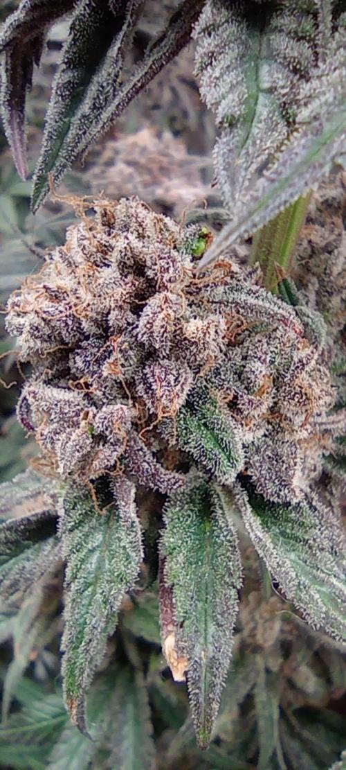První lampa. Week 17 - Slh/pink candy
