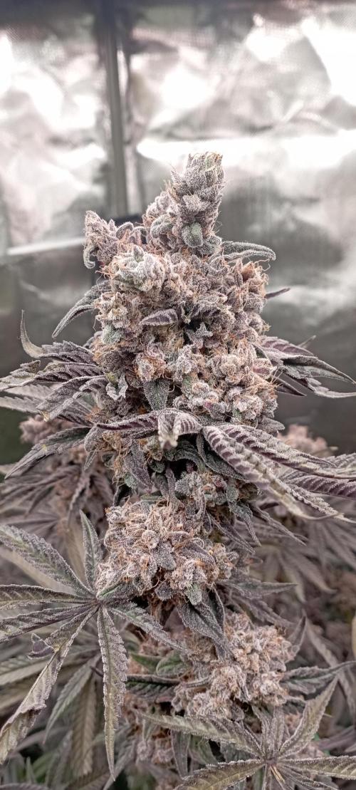 První lampa. Week 17 - Slh/pink candy