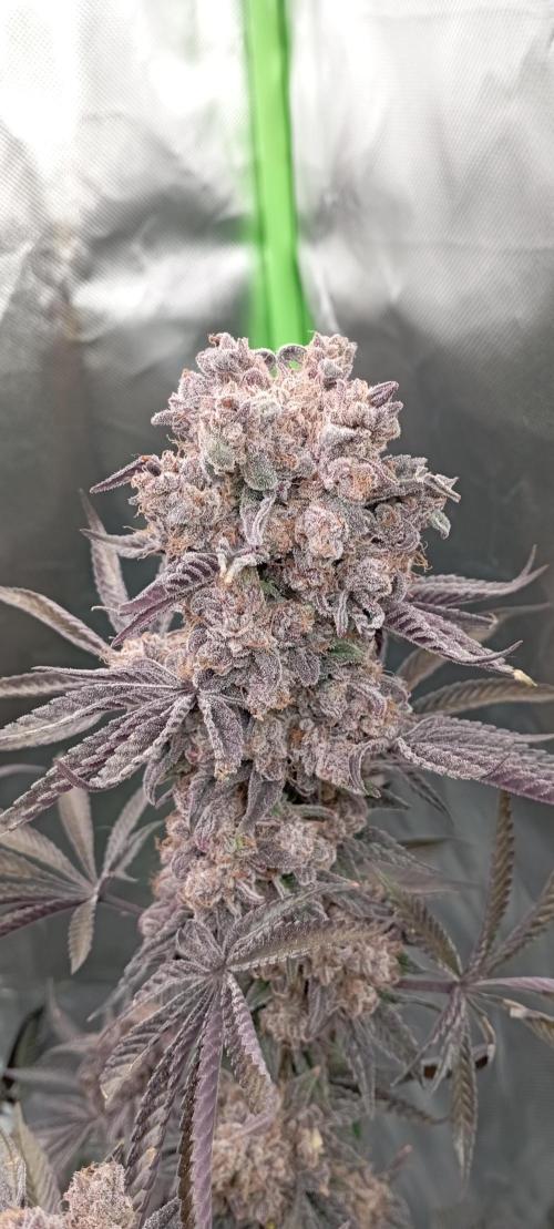 První lampa. Week 17 - Slh/pink candy