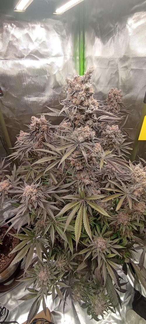 První lampa. Week 17 - Slh/pink candy