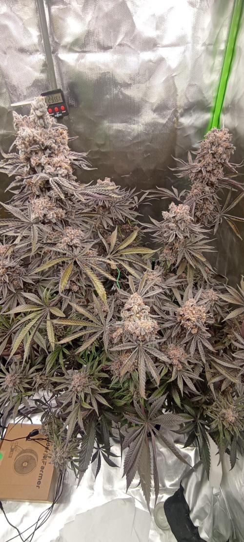 První lampa. Week 17 - Slh/pink candy