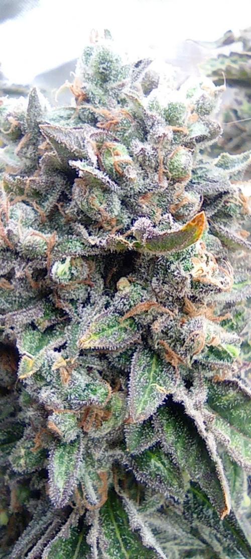První lampa. Week 17 - Sour diesel
