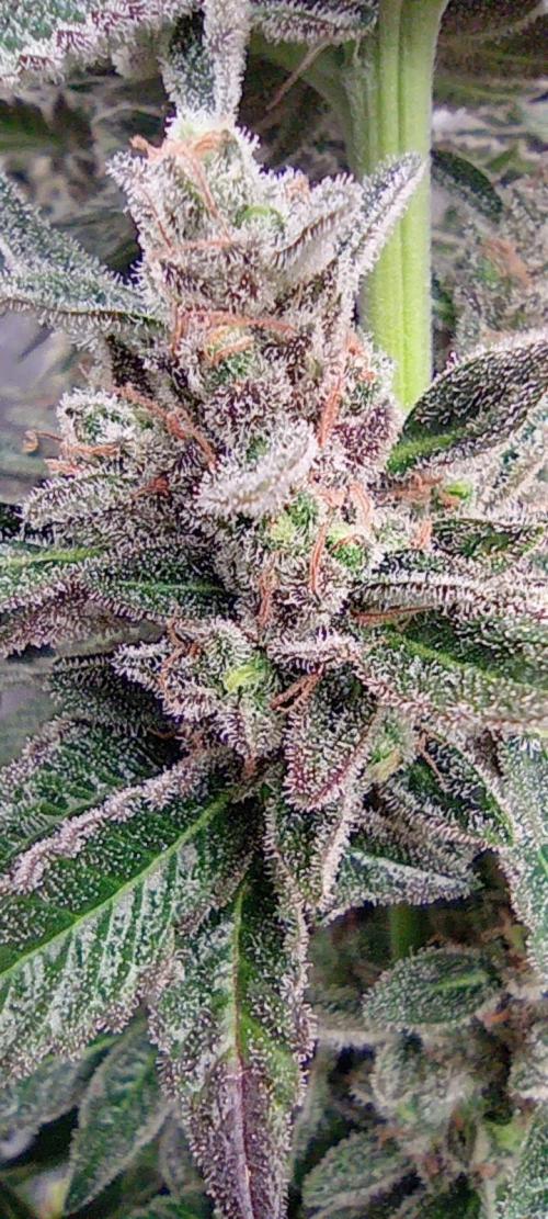 První lampa. Week 17 - Sour diesel