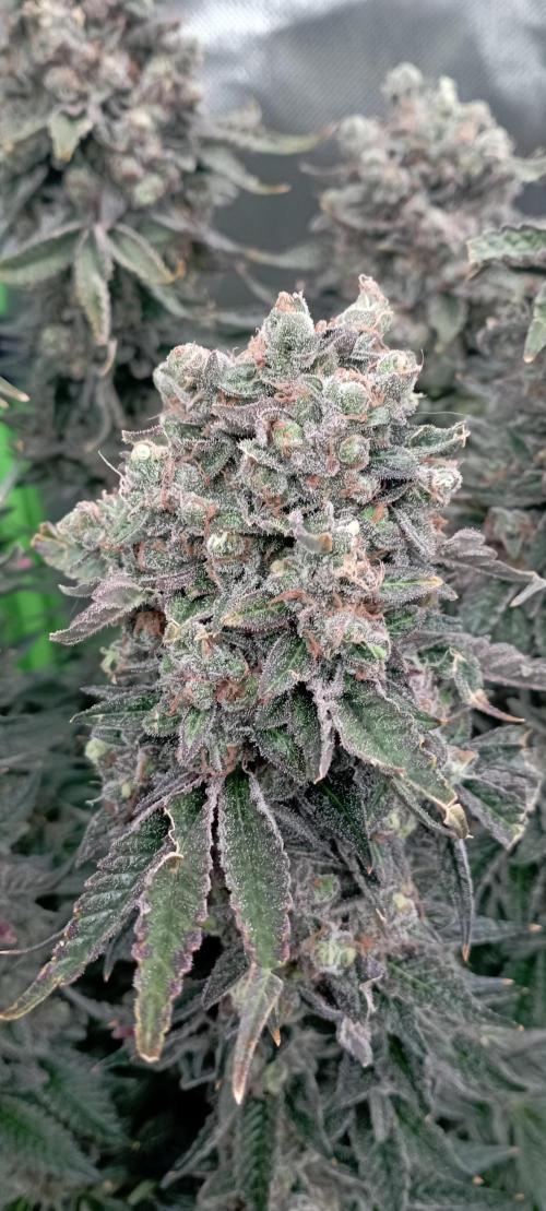 První lampa. Week 17 - Sour diesel