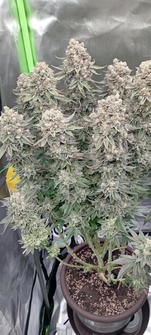 První lampa. Week 17 - Sour diesel
