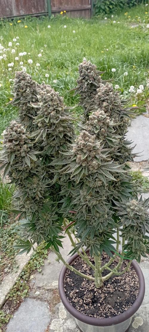 První lampa. Week 17 - Sour diesel