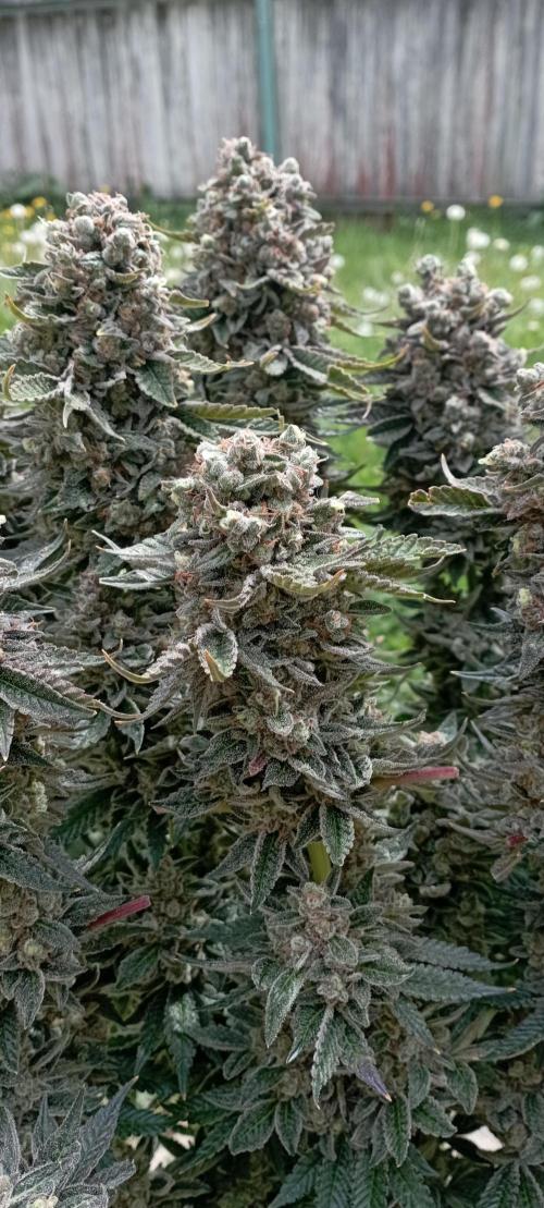 První lampa. Week 17 - Sour diesel