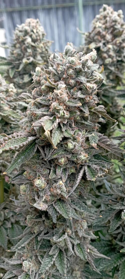 První lampa. Week 17 - Sour diesel