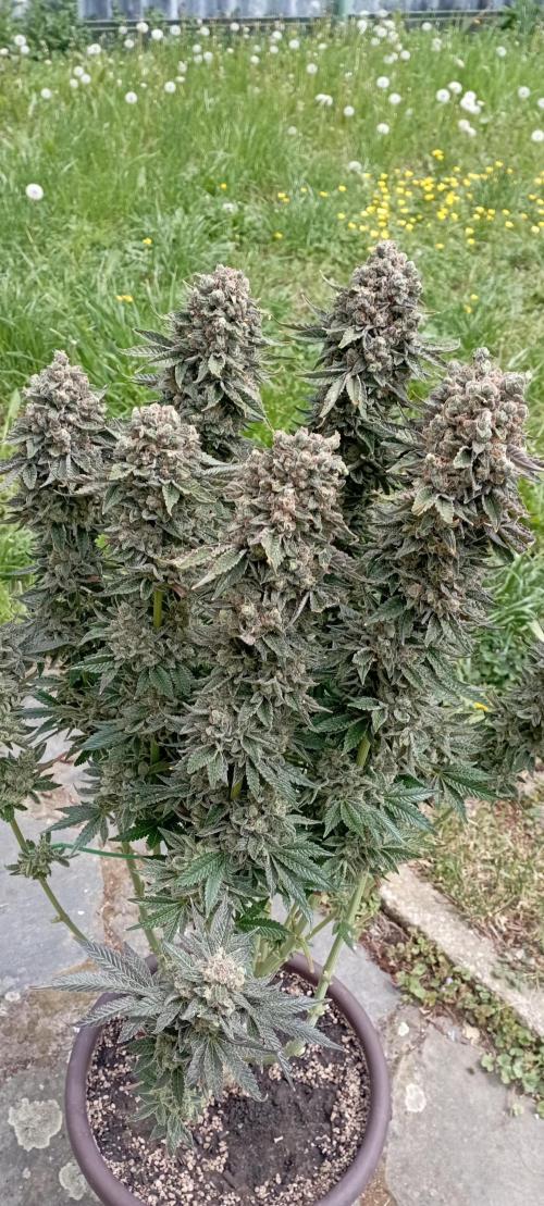 První lampa. Week 17 - Sour diesel