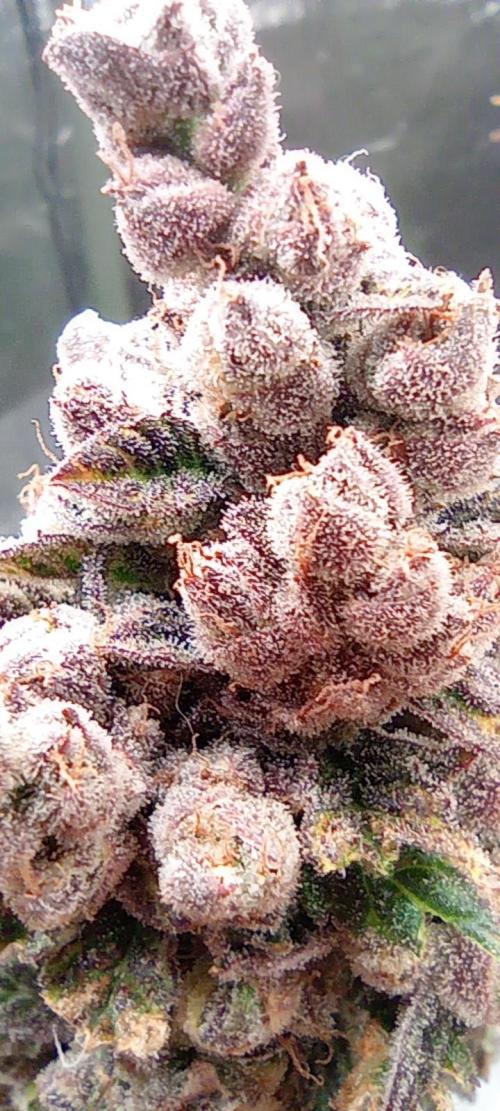 První lampa. Week 18 - Insane og