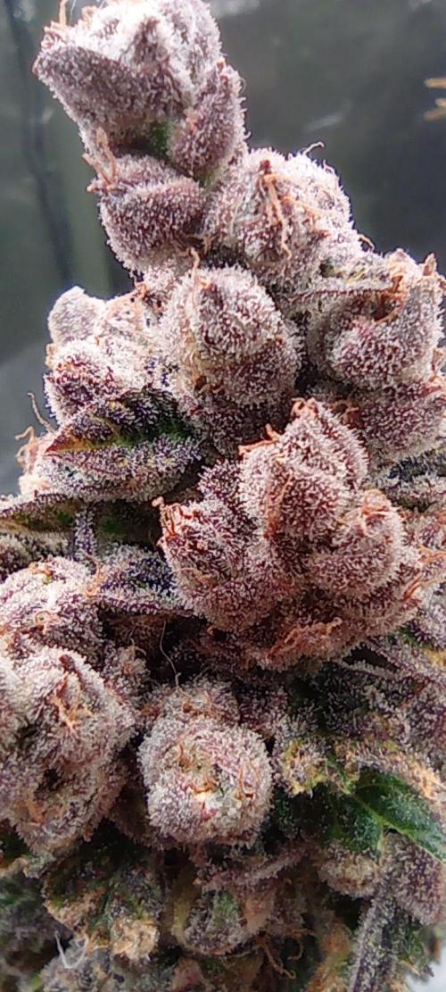 První lampa. Week 18 - Insane og