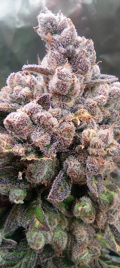 První lampa. Week 18 - Insane og