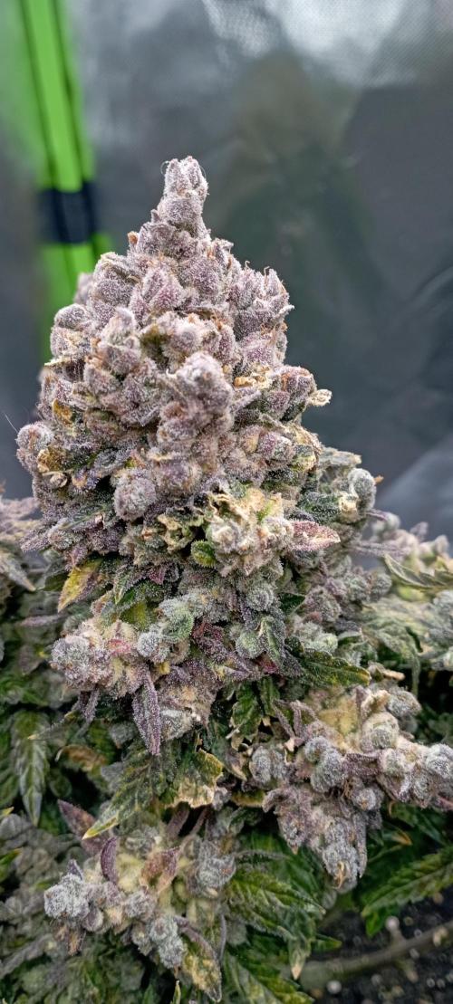První lampa. Week 18 - Insane og