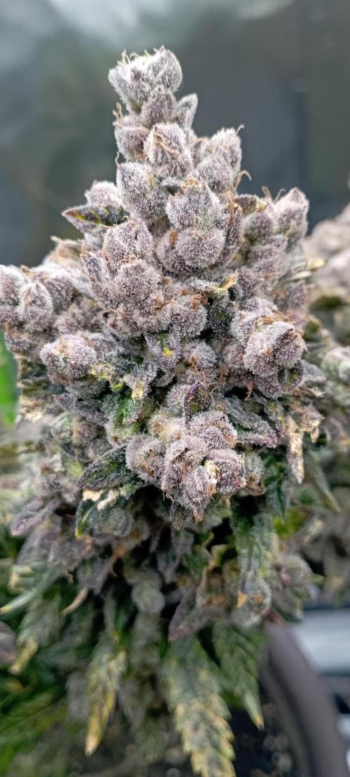 První lampa. Week 18 - Insane og