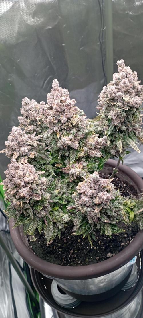První lampa. Week 18 - Insane og