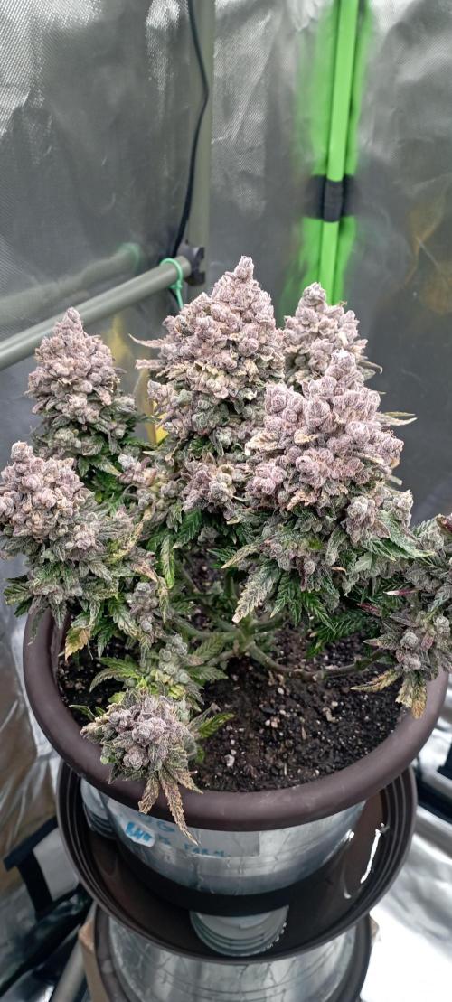 První lampa. Week 18 - Insane og