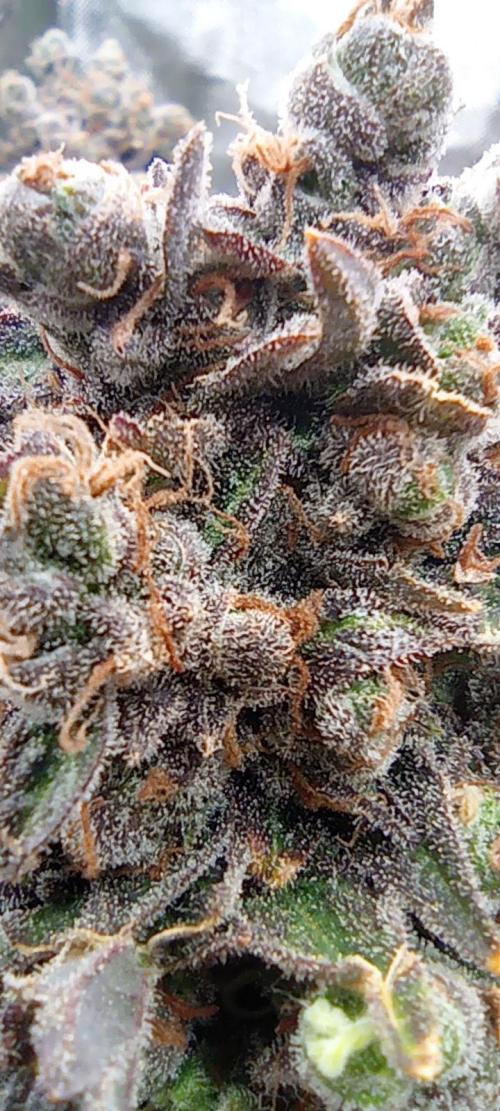 První lampa. Week 18 - Diesel