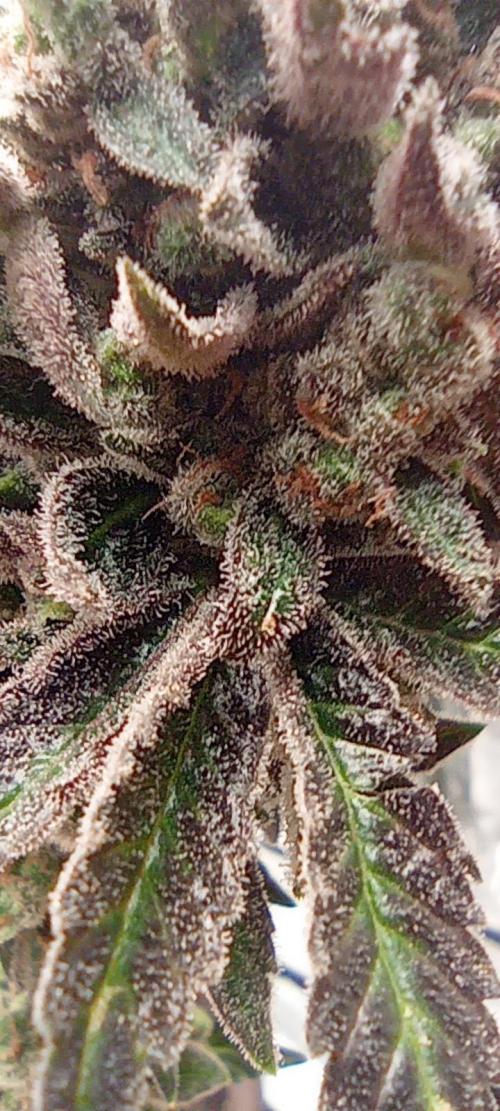 První lampa. Week 18 - Diesel