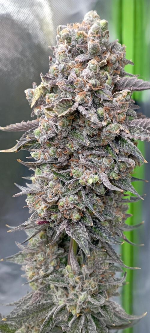 První lampa. Week 18 - Diesel