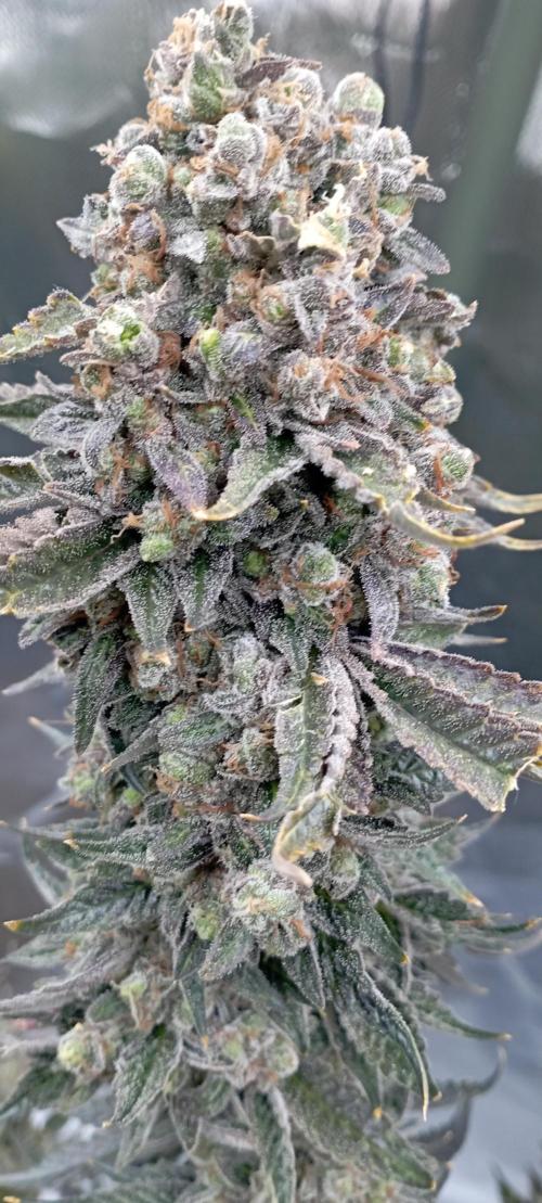 První lampa. Week 18 - Diesel