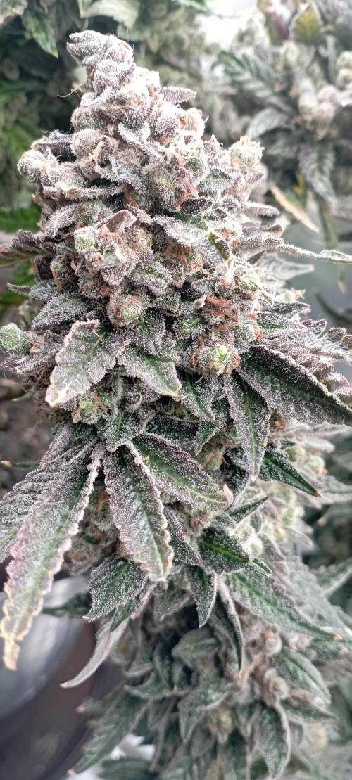 První lampa. Week 18 - Diesel