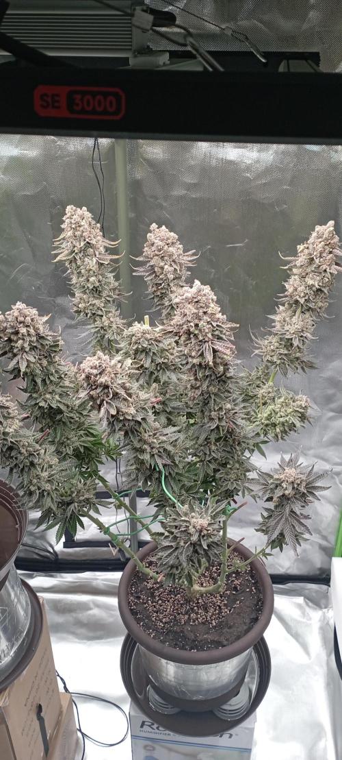 První lampa. Week 18 - Diesel