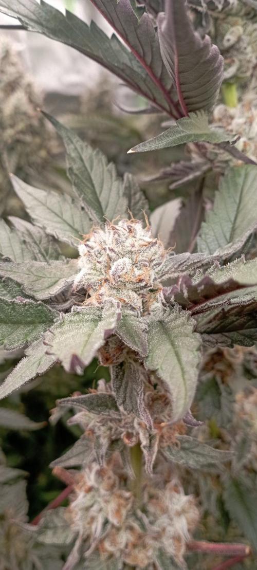 Druhá lampa. Week 13 - Lsd