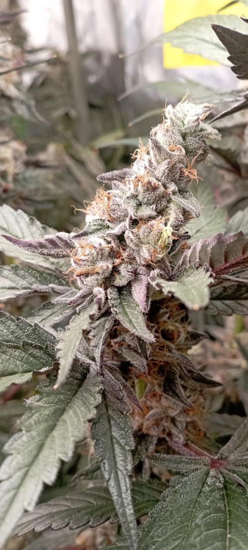 Druhá lampa. Week 13 - Lsd
