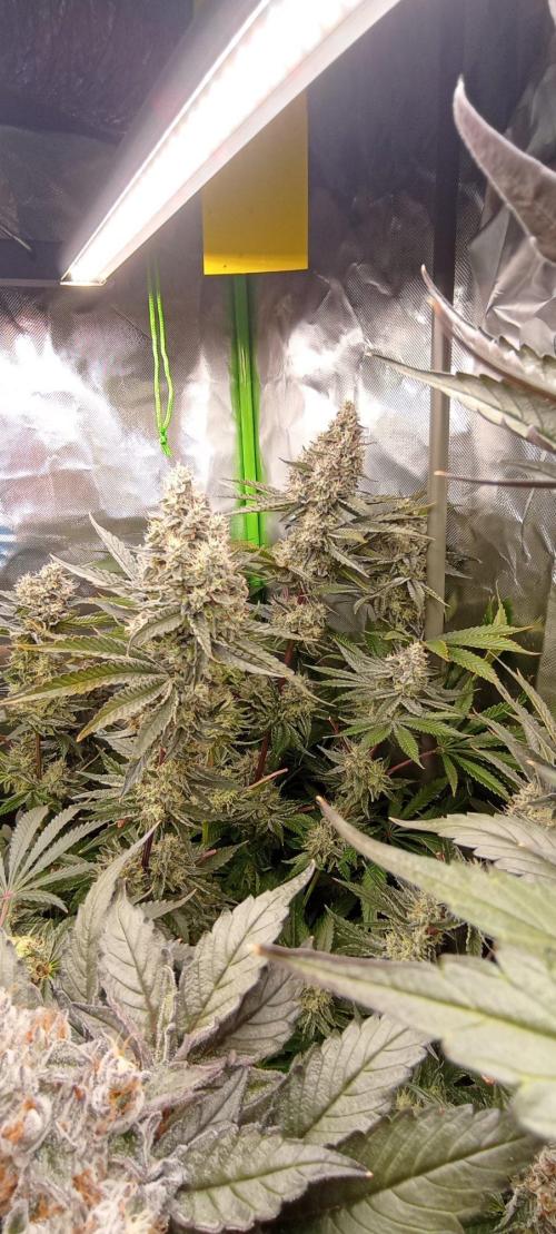 Druhá lampa. Week 13 - White runz