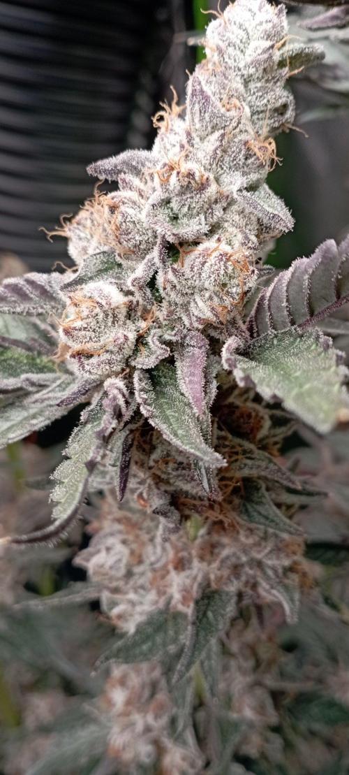 Druhá lampa. Week 15 - Lsd