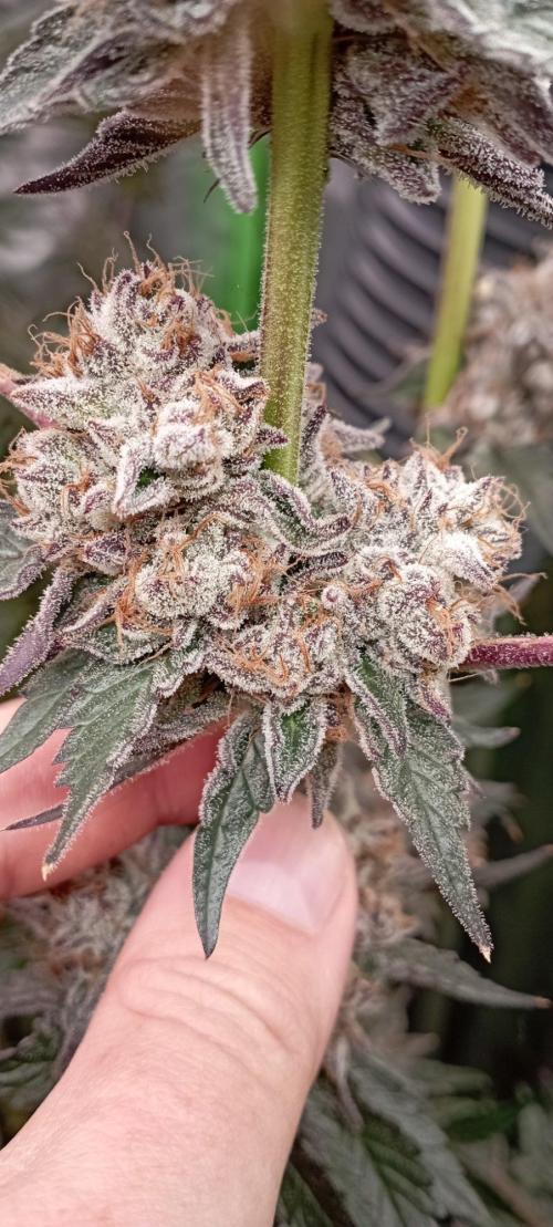 Druhá lampa. Week 15 - Lsd