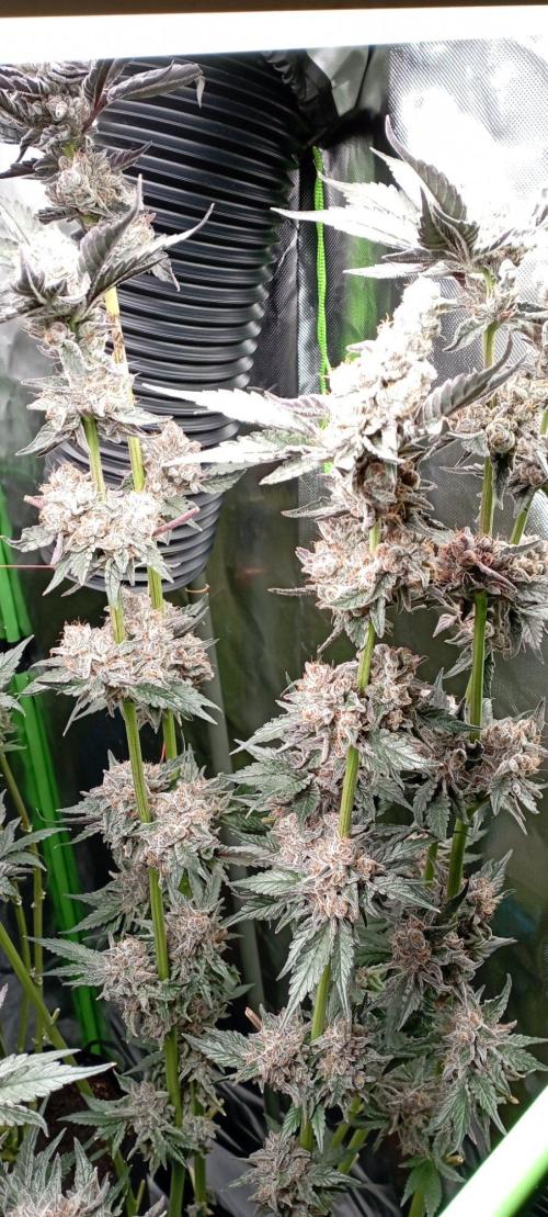 Druhá lampa. Week 15 - Lsd