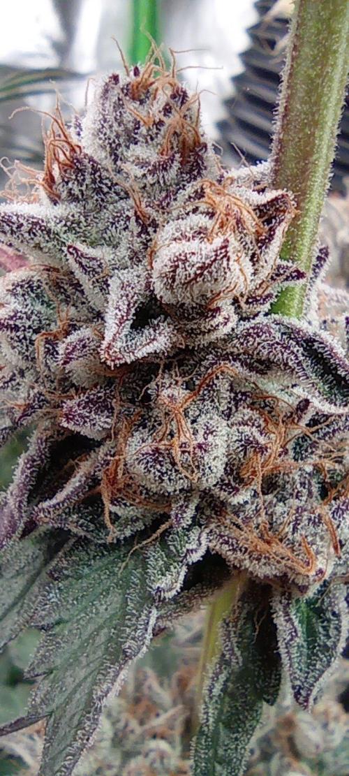 Druhá lampa. Week 15 - Lsd